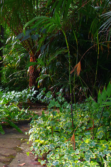 Chamaedorea microspadix