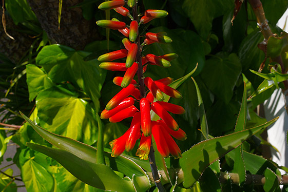 Aloe ciliaris