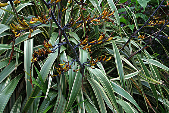 Phormium cookianum 'Tricolor'