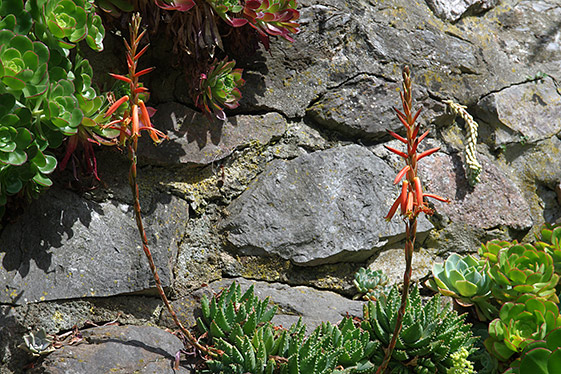 Aloe brevifolia