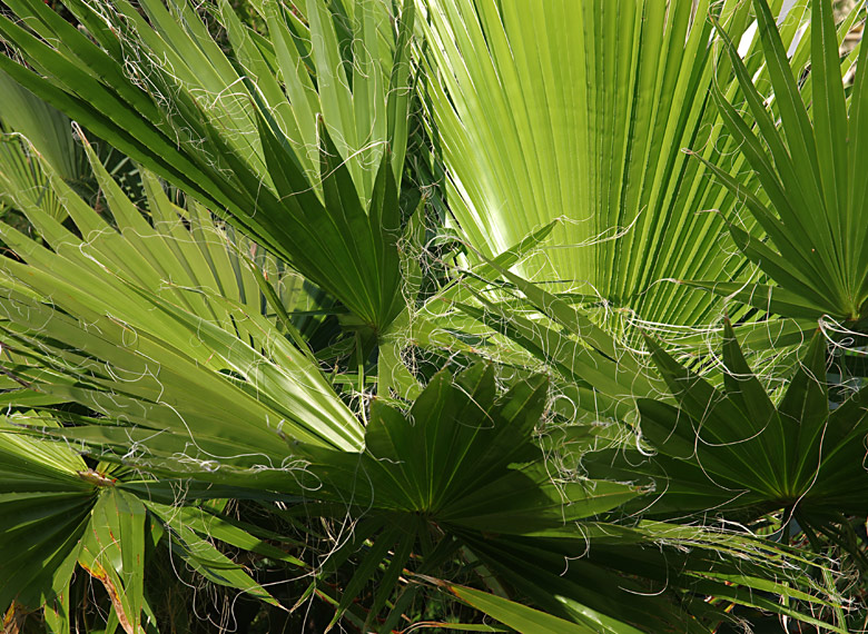 Washingtonia filifera