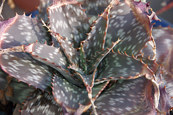 Aloe zebrina