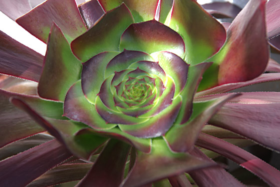 Aeonium 'Cyclops'