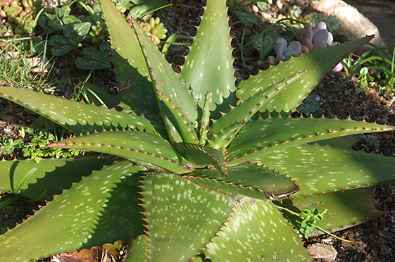 Aloe longibracteata