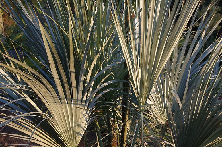 Brahea armata foliage