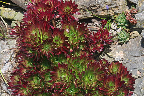 Aeonium 'Firecracker'