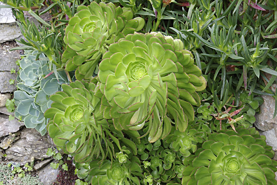 Aeonium haworthii