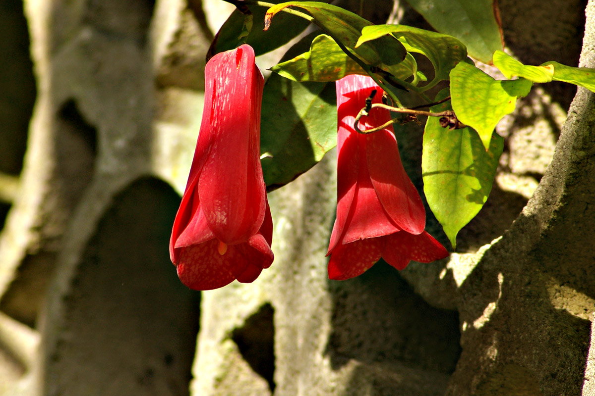 IMGP8213QT